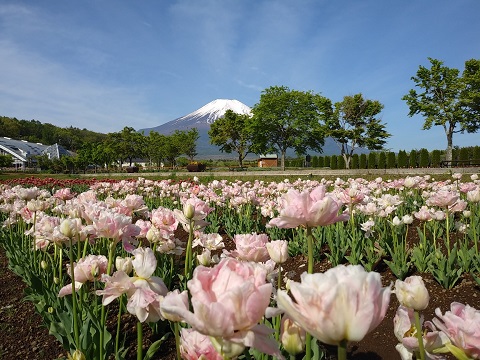 2018/05/11の写真