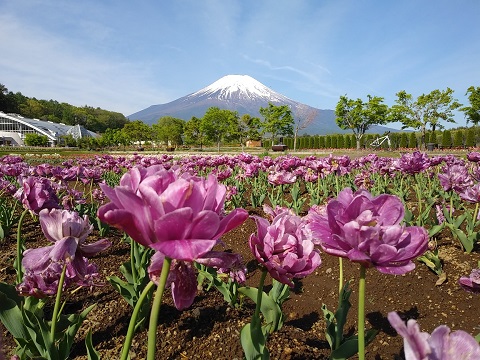 2018/05/11の写真