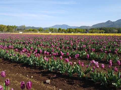 2018/05/11の写真