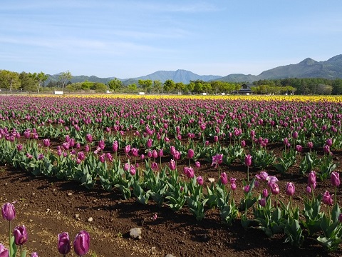 2018/05/11の写真