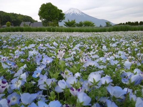 2018/05/17の写真