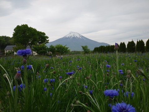 2018/05/17の写真