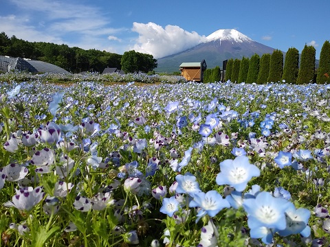 2018/06/01の写真