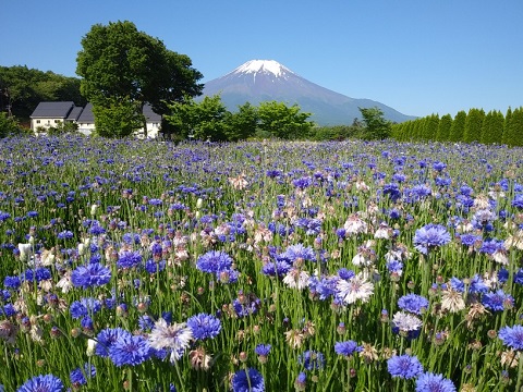 2018/06/03の写真