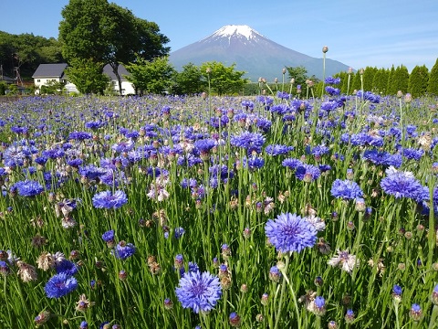 2018/06/05の写真