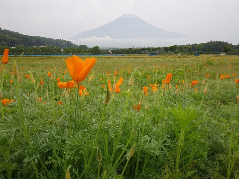 2018/06/23の写真