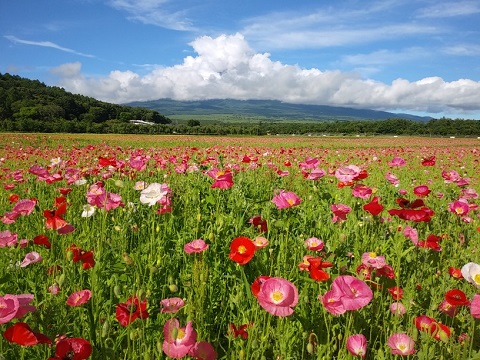 2018/07/10の写真