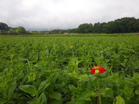 2018/07/12の写真