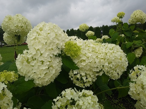 2018/07/12の写真