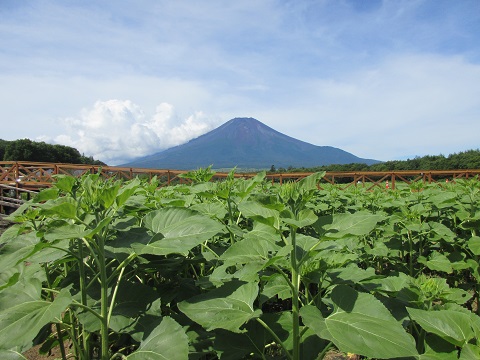 2018/07/23の写真