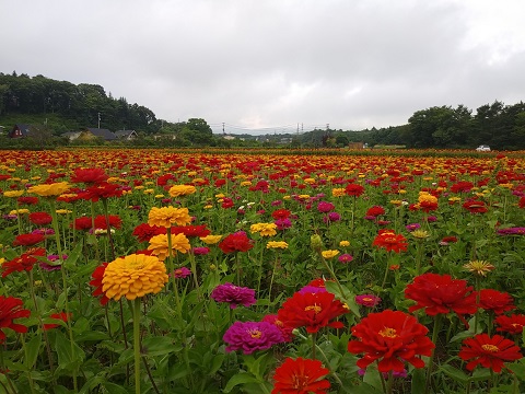 2018/07/26の写真