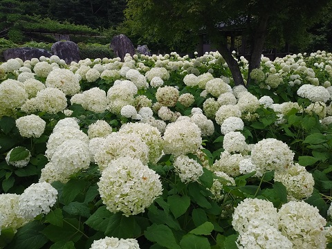 2018/07/26の写真