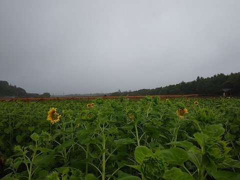 2018/07/29の写真