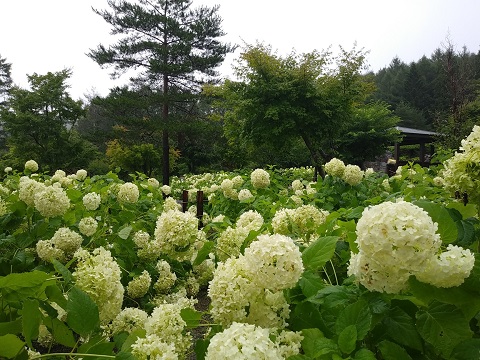 2018/07/29の写真