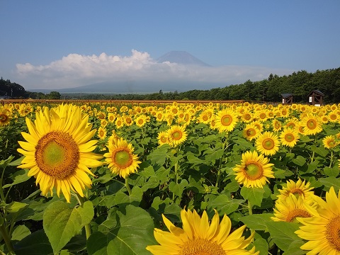 2018/08/03の写真