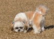 ペットも一緒に入園できます！の写真